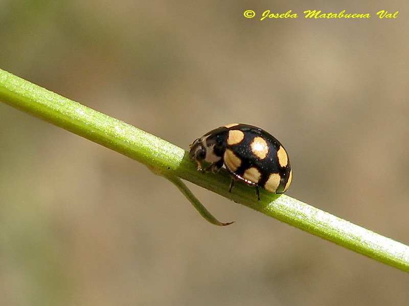 Coccinula quatuordecimpustulata - Coccinellidae - Coleoptera 120713 387.jpg