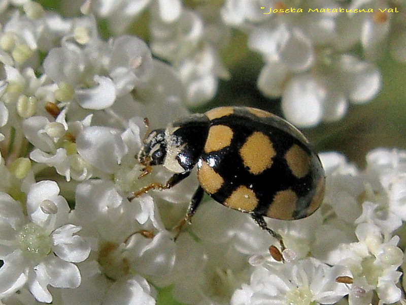 Coccinula quatuordecimpustulata - Coccinellidae - Coleoptera 080801 065.jpg