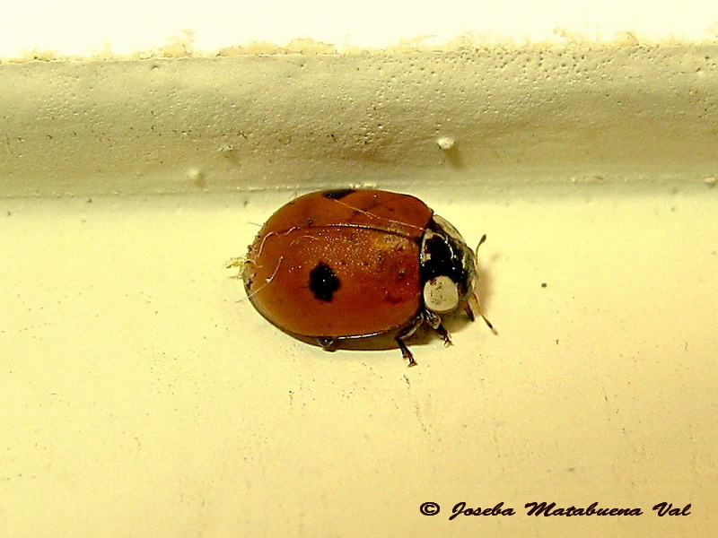 Adalia bipunctata - Coccinellidae - Coleoptera 151106 039 okbv.jpg