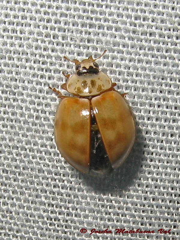 Adalia decempunctata - Coccinellidae - Coleoptera 130810 022.jpg