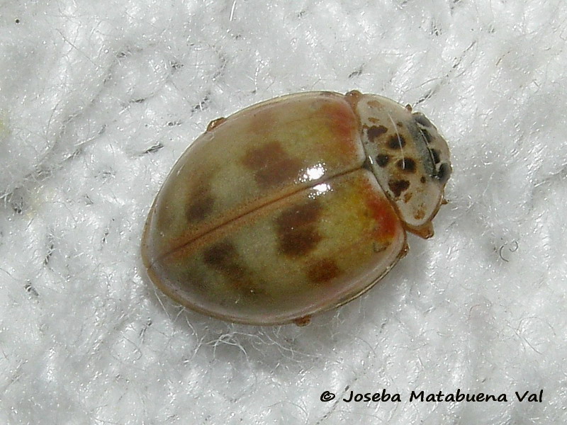 Adalia decempunctata - Coccinellidae - Coleoptera 170730 8111 bu.jpg