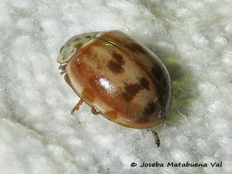 Adalia decempunctata - Coccinellidae - Coleoptera 180812 1184 bu.jpg