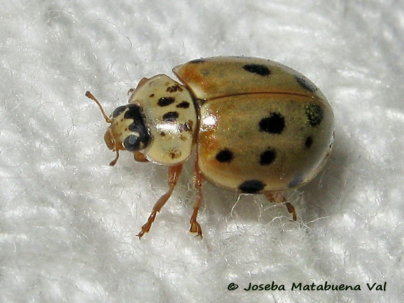Adalia decempunctata - Coccinellidae - Coleoptera 180812 1197 bu.jpg