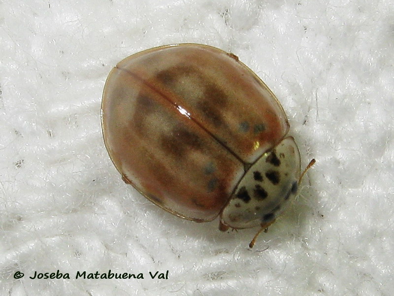 Adalia decempunctata - Coccinellidae - Coleoptera 180817 1623 bu.jpg