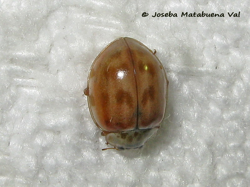 Adalia decempunctata - Coccinellidae - Coleoptera 180820 1834 bu.jpg