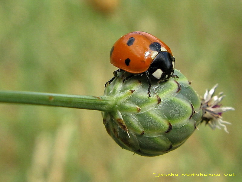 Coccinella septempunctata - Coccinellidae - Coleoptera 080725 102.jpg