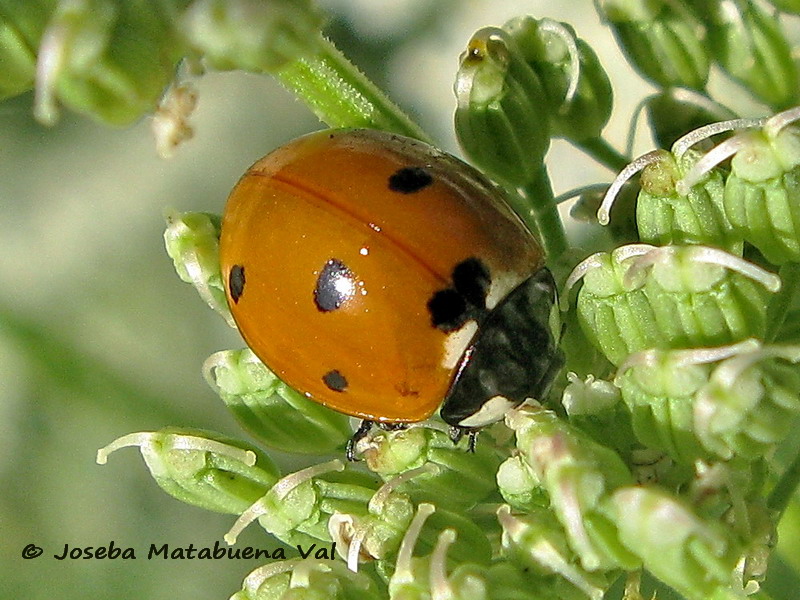 Coccinella septempunctata - Coccinellidae - Coleoptera 090712 173b.jpg