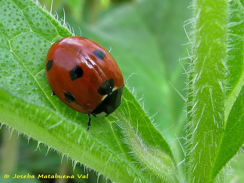 Coccinella septempunctata - Coccinellidae - Coleoptera 110321 005.jpg