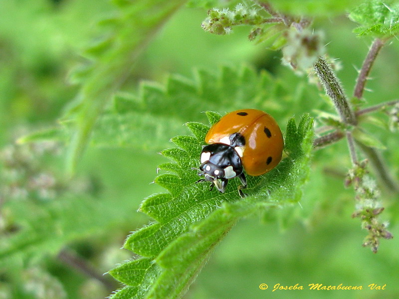 Coccinella septempunctata - Coccinellidae - Coleoptera 110724 083 ok.jpg