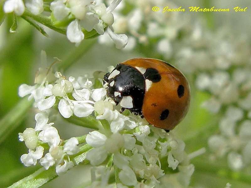 Coccinella septempunctata - Coccinellidae - Coleoptera 120713 010.jpg