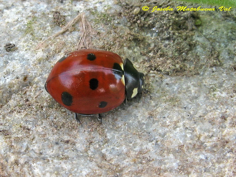 Coccinella septempunctata - Coccinellidae - Coleoptera 130504 9120.jpg
