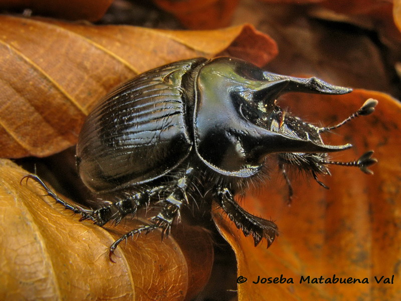 Typhaeus (Typhaeus) typhoeus - Geotrupidae - Coleoptera 091119 016b vi.jpg