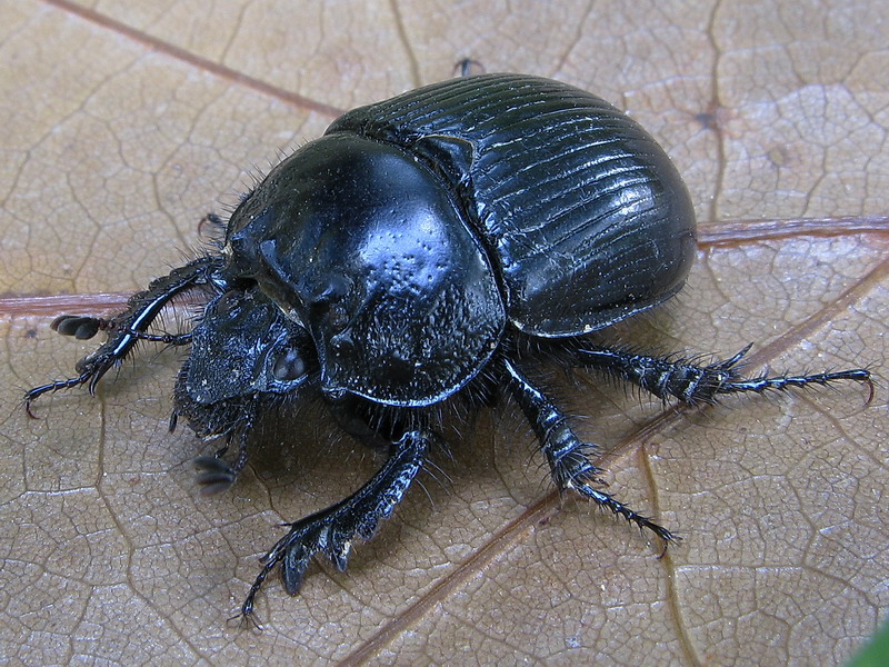 Typhaeus (Typhaeus) typhoeus - Geotrupidae - Coleoptera 081018 063 bi hembra.jpg