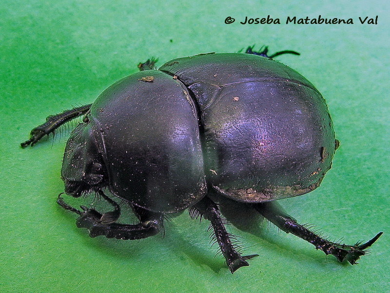 Trypocopris o Thorectes sp. - Geotrupidae - Coleoptera 090629 028 bv.jpg