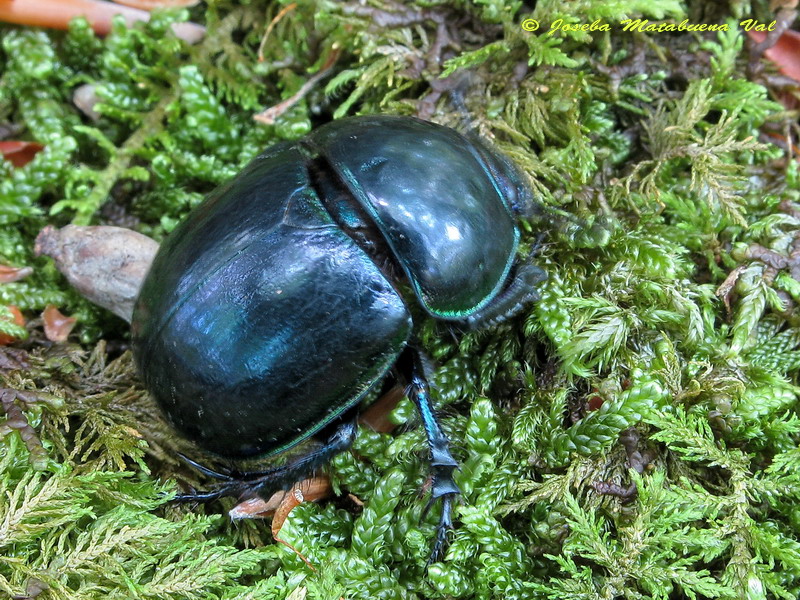 Trypocopris (Trypocopris) pyrenaeus - Geotrupidae - Coleoptera 110613 7105 okbv.jpg