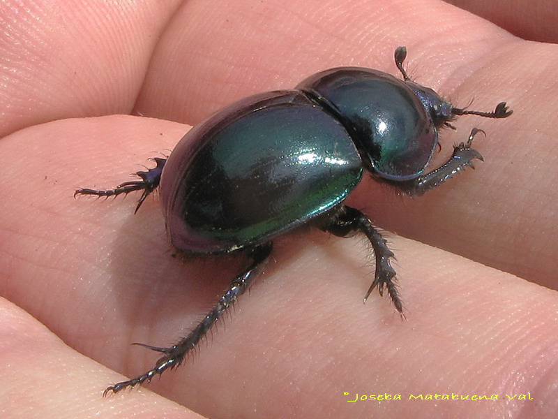Geotrupes vernalis - Geotrupidae - Coleoptera 090510 008.jpg