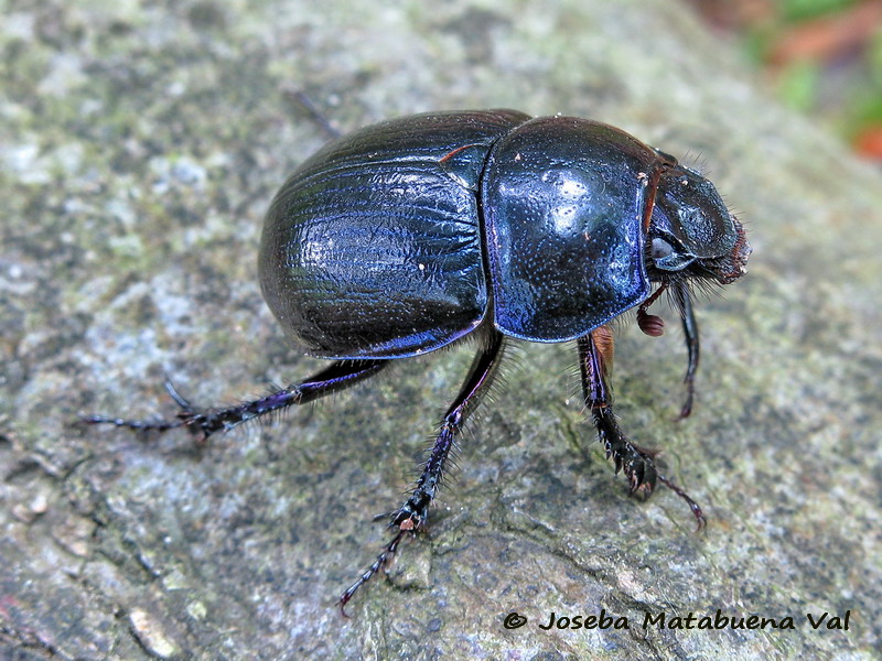 Geotrupes stercorosus - Geotrupidae - Coleoptera 100621 4198.jpg
