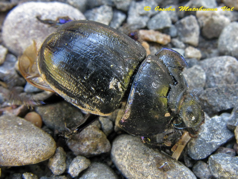Geotrupes stercorarius - Geotrupidae - Coleoptera 130511 9390.jpg