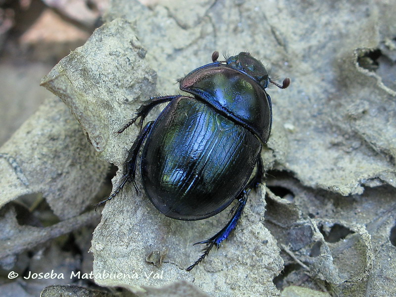Geotrupes sp. - Geotrupidae - Coleoptera 170812 8603 bu.jpg