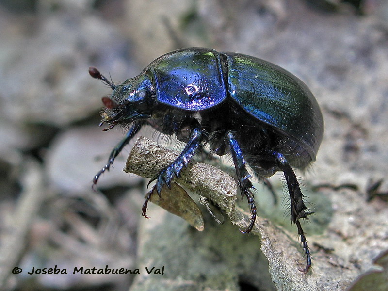 Geotrupes sp. - Geotrupidae - Coleoptera 170812 8600 bu.jpg