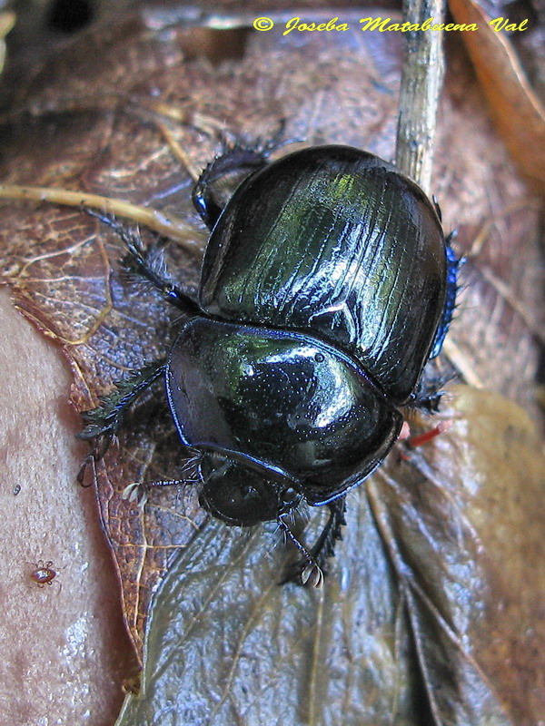 Geotrupes sp. - Geotrupidae - Coleoptera 121102 7411.jpg