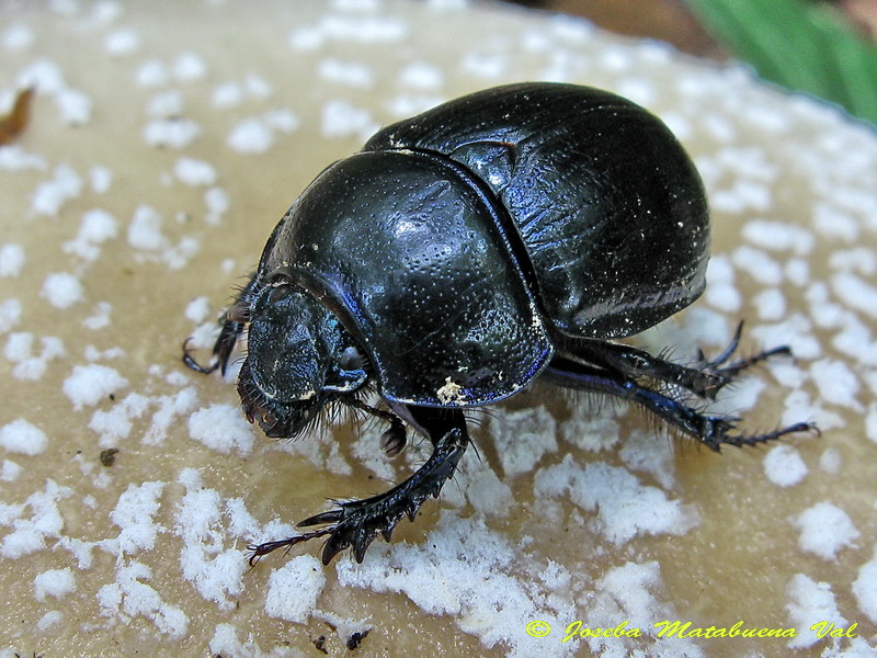 Geotrupes sp. - Geotrupidae - Coleoptera 121024 7182.jpg