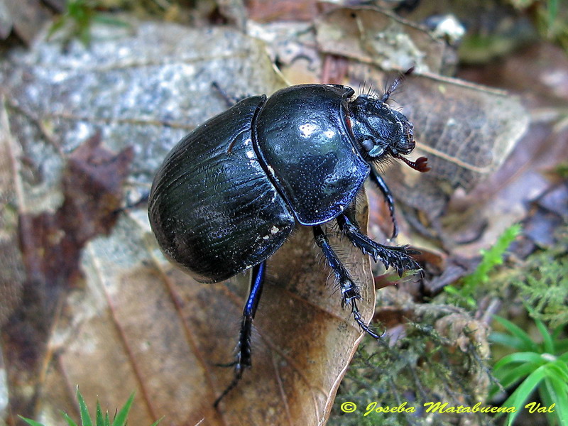 Geotrupes sp. - Geotrupidae - Coleoptera 121024 7176.jpg