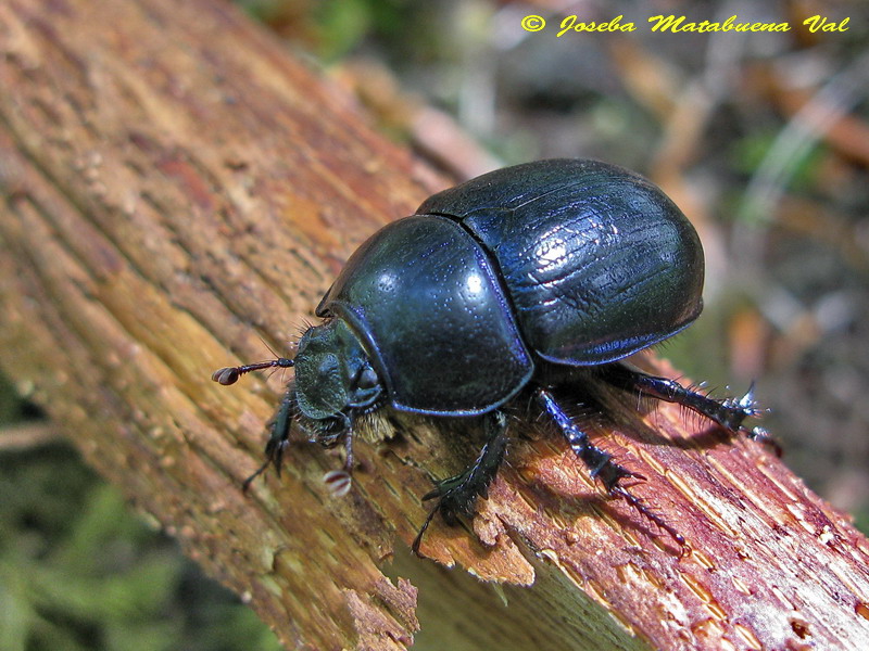 Geotrupes sp. - Geotrupidae - Coleoptera 120702 115.jpg