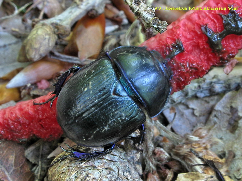 Anoplotrupes stercorosus - Geotrupidae - Coleoptera 100707 4478 okbv.jpg