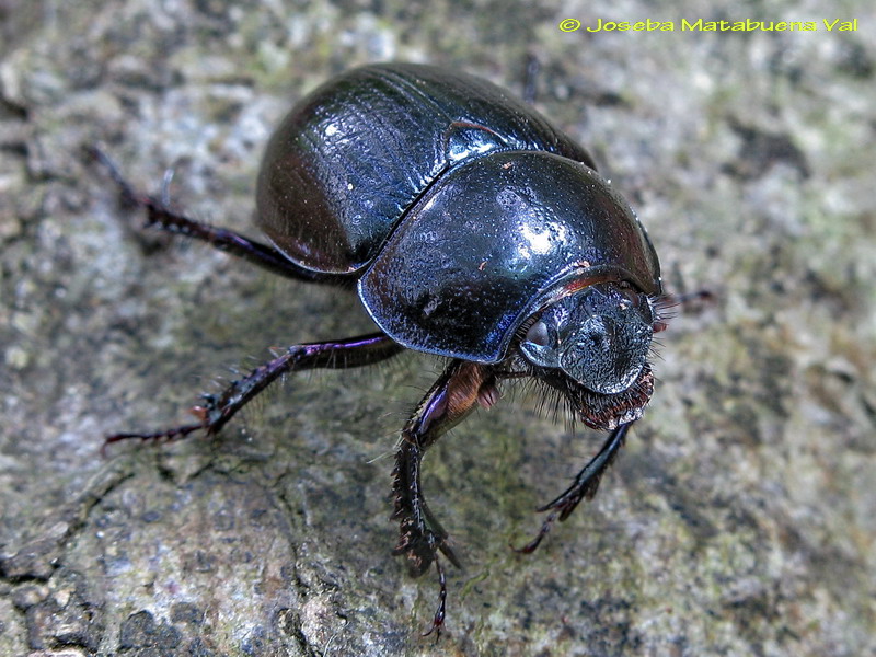 Anoplotrupes stercorosus - Geotrupidae - Coleoptera 100621 4200 okbv.jpg