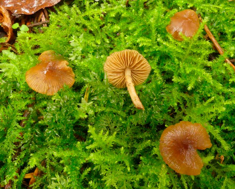 Galerina tibiicystis 427.jpg