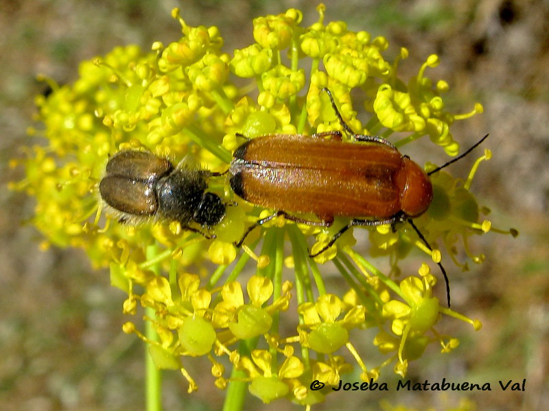 Zonitis flava - Meloidae - Coleptera 120623 300 bu.jpg