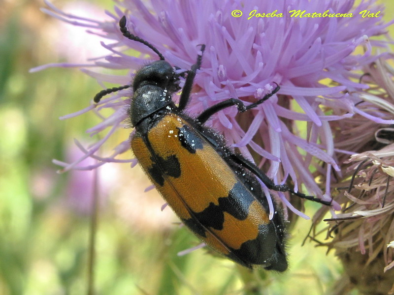 Mylabris variabilis - Meloidae - Coleoptera 120802 095 bv.jpg