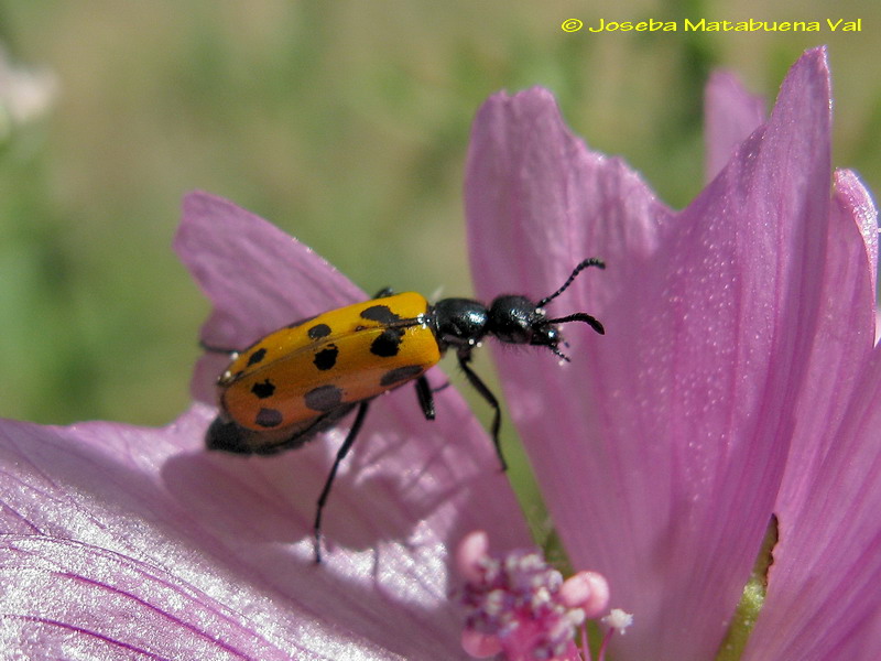 Mylabris sp. - Meloidae - Coleoptera  110807 053 bv.jpg