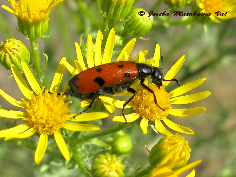 Mylabris quadripunctata - Meloidae - Coleoptera 150704 326 le.jpg
