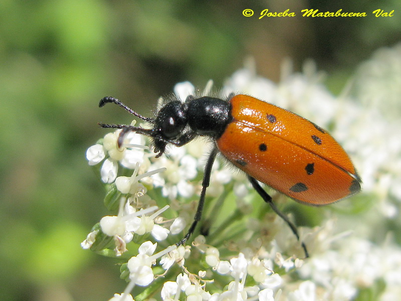 Mylabris quadripunctata - Meloidae - Coleoptera 120713 611.jpg