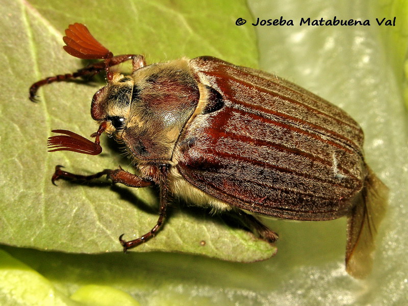 Melolontha melolontha - Melolonthidae - Coleoptera 170421 2314 bi.jpg