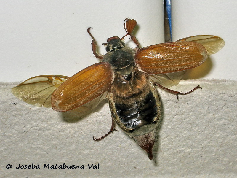 Melolontha melolontha - Melolonthidae - Coleoptera 170429 3033 bi.jpg