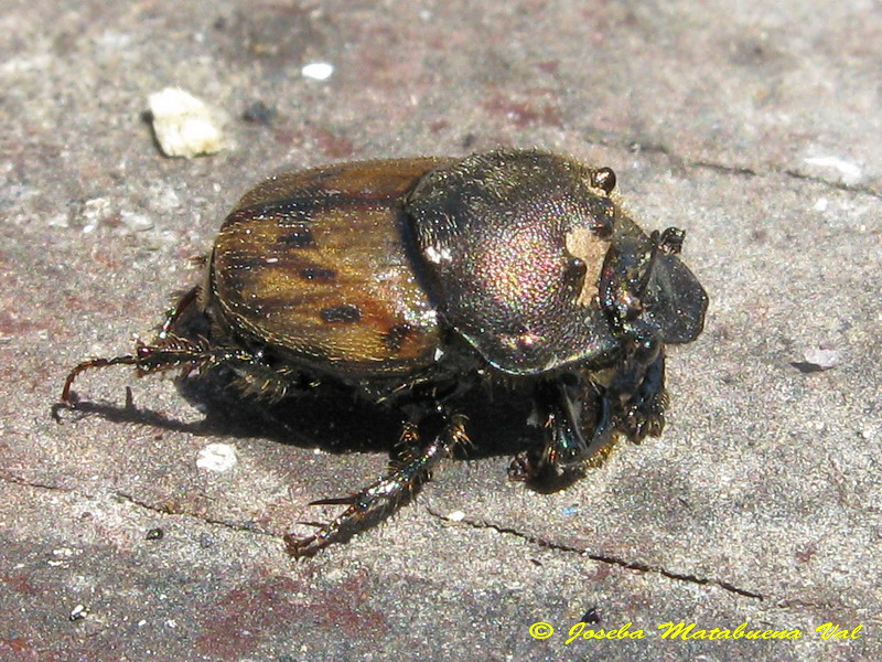 Onthophagus lemur - Scarabaeidae - Coleoptera 130504 9224.jpg