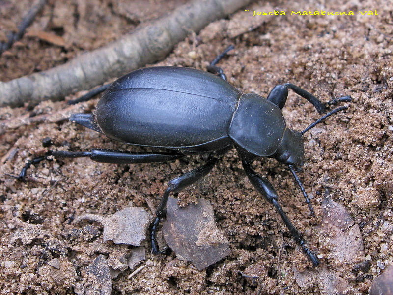 Blaps lusitanica - Tenebrionidae - Coleoptera 080424 644.jpg