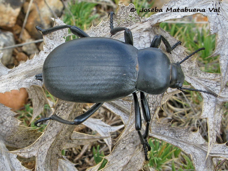 Blaps lusitanica - Tenebrionidae - Coleoptera 080608 019b bu.jpg