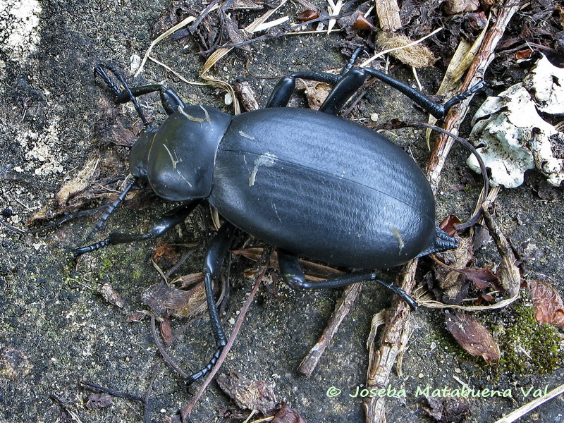 Blaps lusitanica - Tenebrionidae - Coleoptera 080622 117 bu.jpg