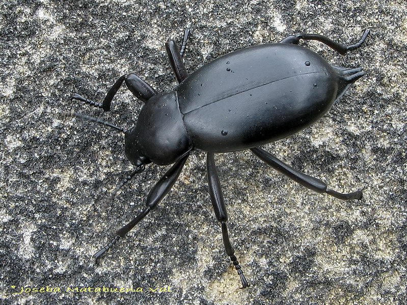 Blaps lusitanica - Tenebrionidae - Coleoptera 100502 235 okbv.jpg