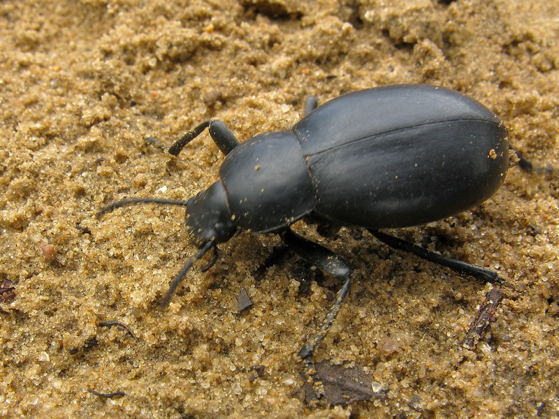 Blaps lusitanica - Tenebrionidae - Coleoptera 121014 6778.jpg