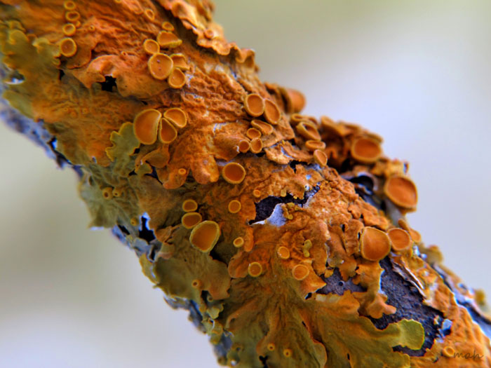 Xanthoria parietina  5.JPG