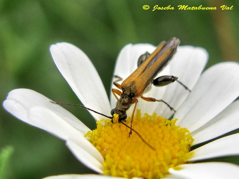 Oedemera podagrariae - Oedemeridae - Coleoptera 120713 073 macho.jpg