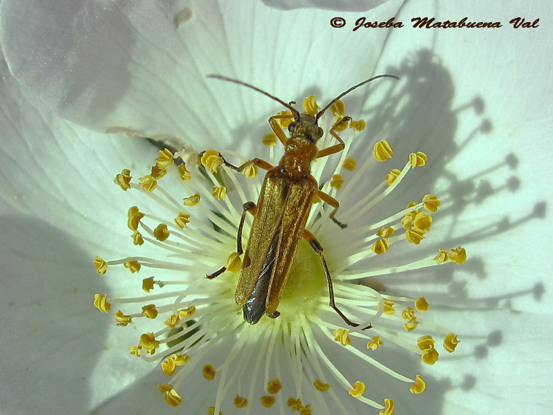 Oedemera podagrariae - Oedemeridae - Coleoptera 130629 131 hembra.jpg
