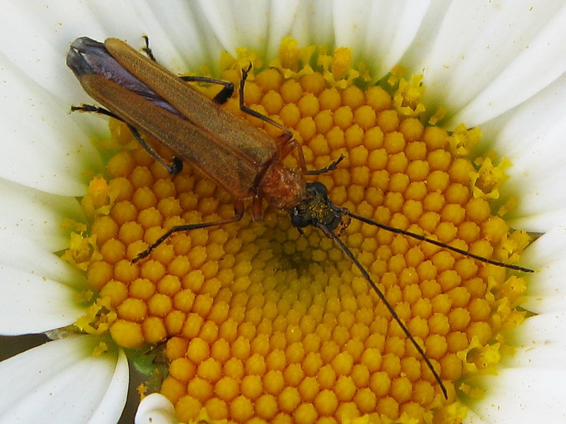 Oedemera podagrariae - Oedemeridae - Coleoptera 080713 224.jpg