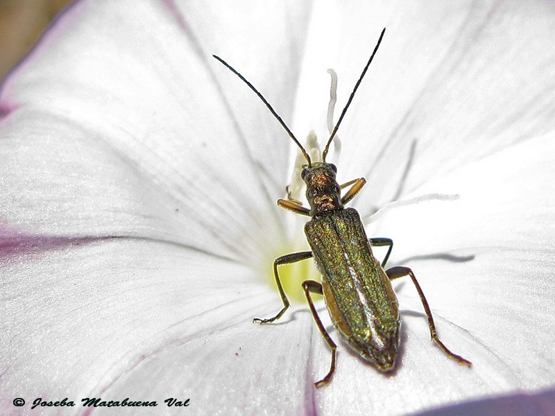 Oedemera lurida - Oedemeridae - Coleoptera 110704 8232.jpg
