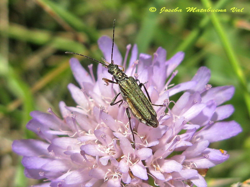 Oedemera flavipes - Oedemeridae - Coleoptera 130728 564.jpg